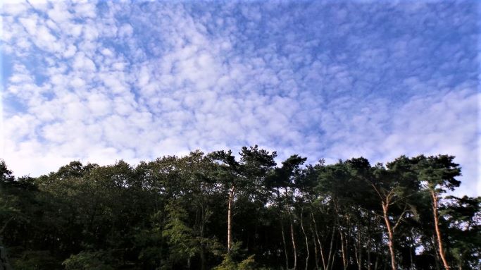푸른 하늘&#44; 새털 구름&#44; 앞에는 키 큰 소나무&#44; 송림&#44;