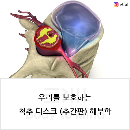  내 몸을 보호(protection)하는 척추 디스크(추간판, intervertebral disc) 해부학(anatomy)