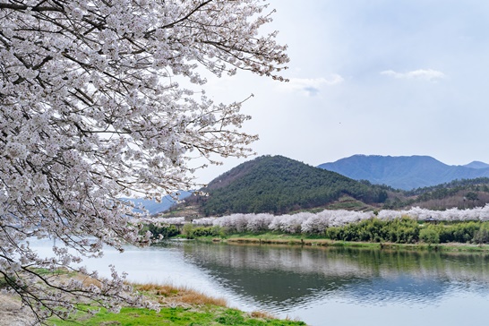 섬진강에-흐드러지게핀-벚꽃사진-출처-구례여행
