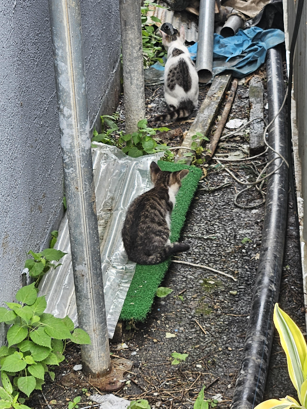 고양이 길고양이 도둑고양이 cat