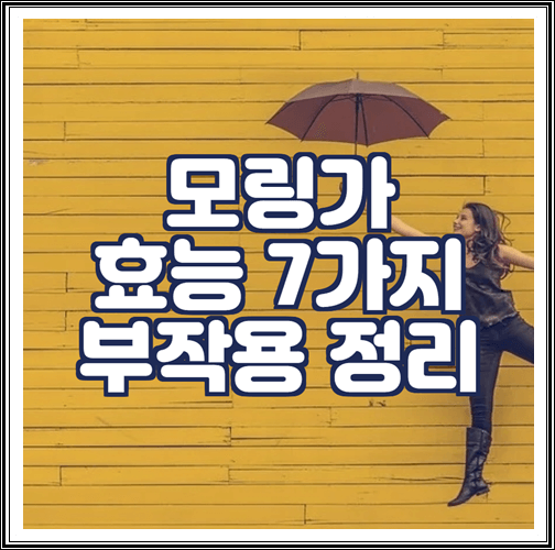  모링가 효능 7가지 정리