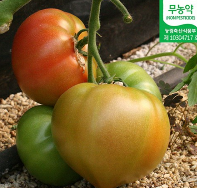  생생정보 퇴촌 토마토 택배 주문하는곳