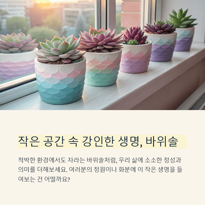 바위솔