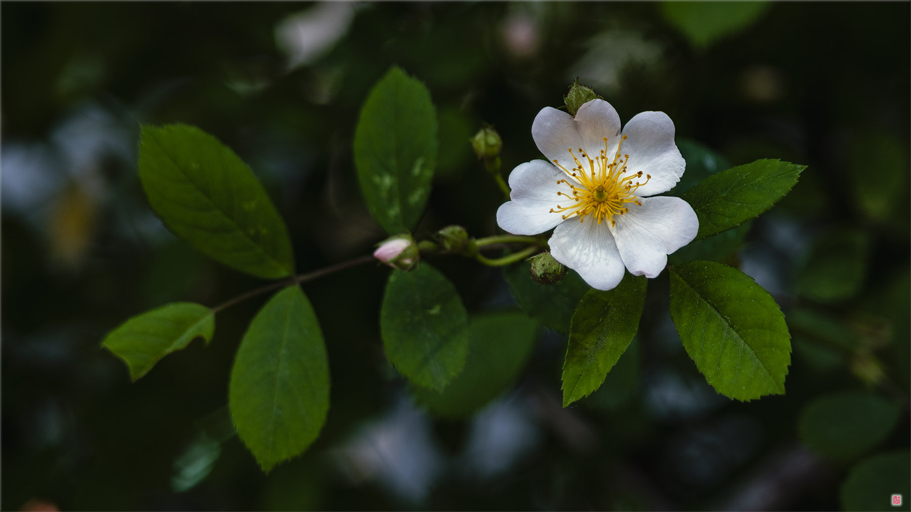  [삼성NX500] 재회