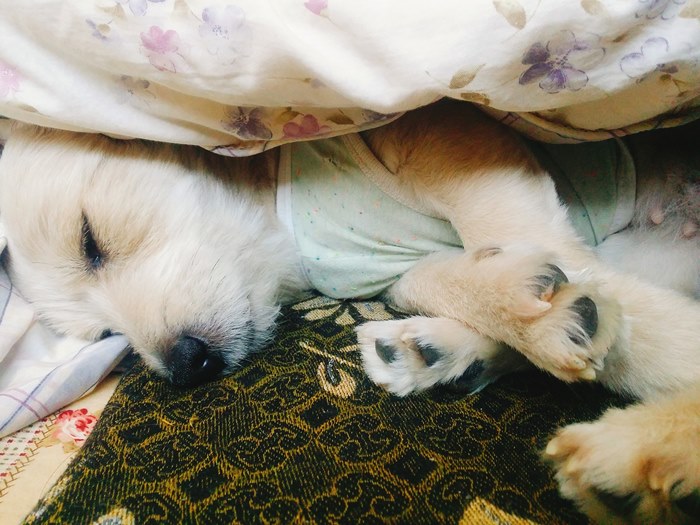 강아지가-이불-속에서-자고-있는-모습