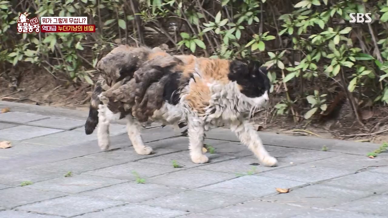 TV 동물농장.E1143.231030p-NEXT.mp4_20231029_164140.255.jpg