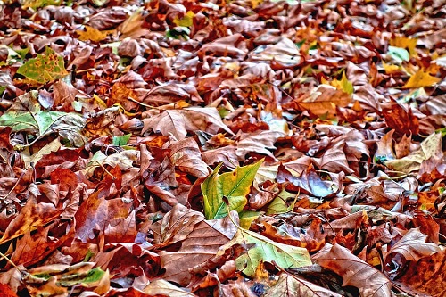 바닥에 떨어진 낙엽