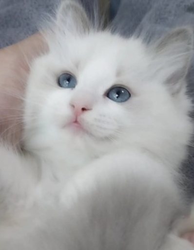  랙돌 고양이,랙돌 고양이 특징