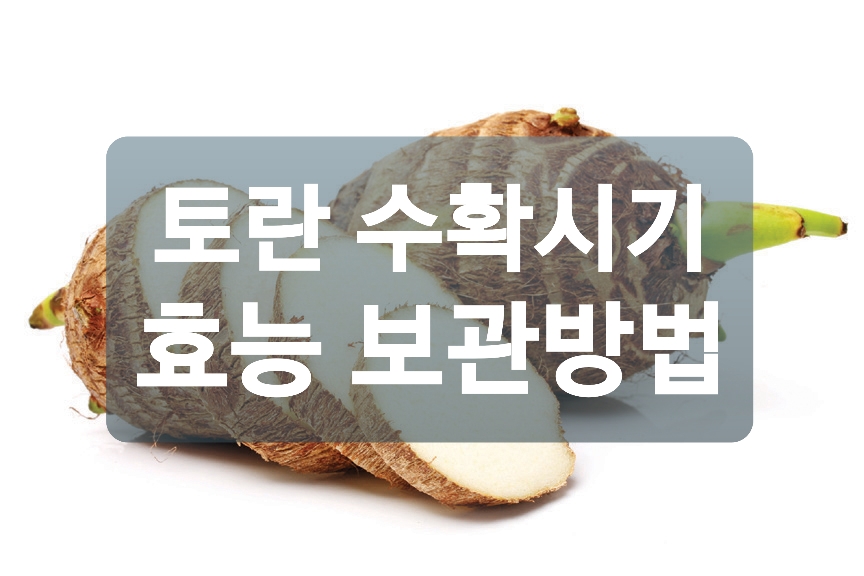  토란 수확시기 효능 보관방법