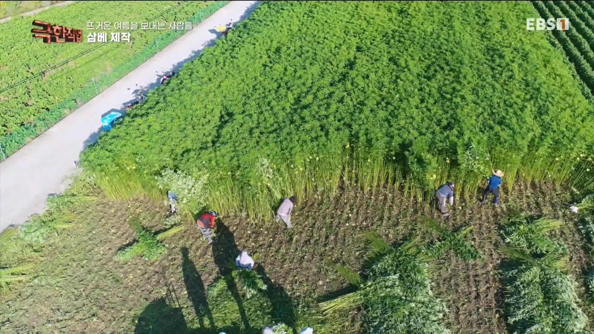 [극한 직업] 삼베 제작과 농어잡이 230812p.mp4_20230814_204000.998.jpg