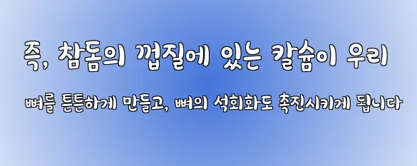  즉, 참돔의 껍질에 있는 칼슘이 우리 뼈를 튼튼하게 만들고, 뼈의 석회화도 촉진시키게 됩니다