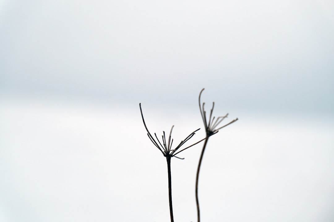 정체기 (Stagnation)