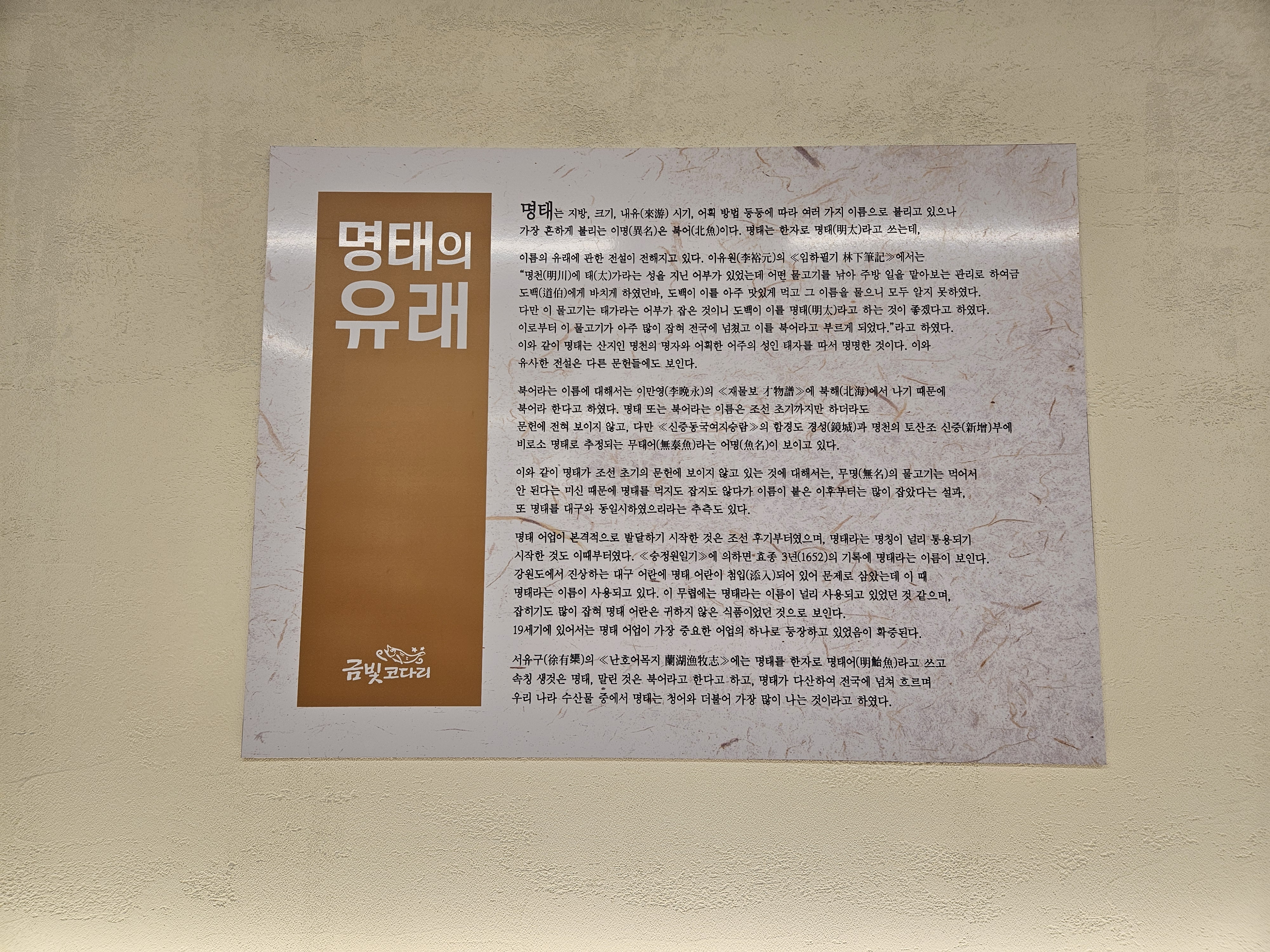 금빛코다리 이미지