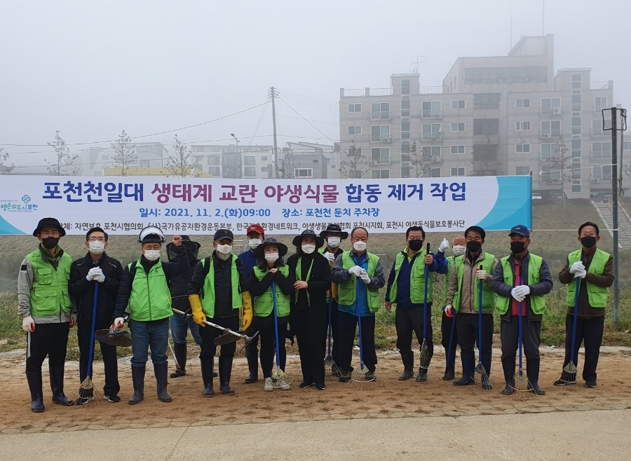  포천천일대 생태계 교란 야생식물 제거작업