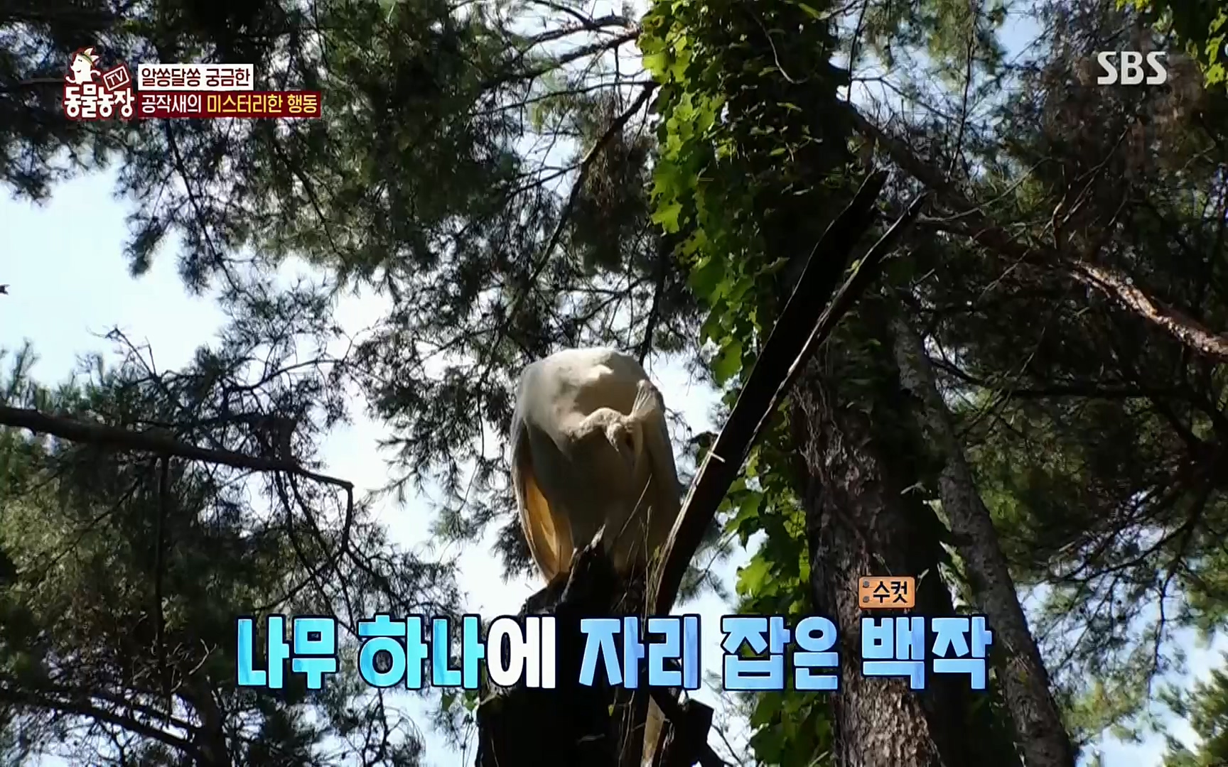 TV 동물농장.E1084.220828p.H264-F1RST.mp4_20220828_154051.493.jpg