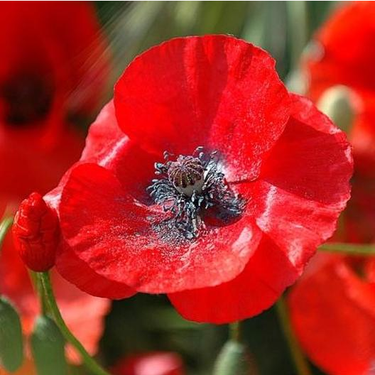  꽃양귀비 (CORN POPPY) 효능 및 부작용, 섭취시 주의할 점 알고 가세요.