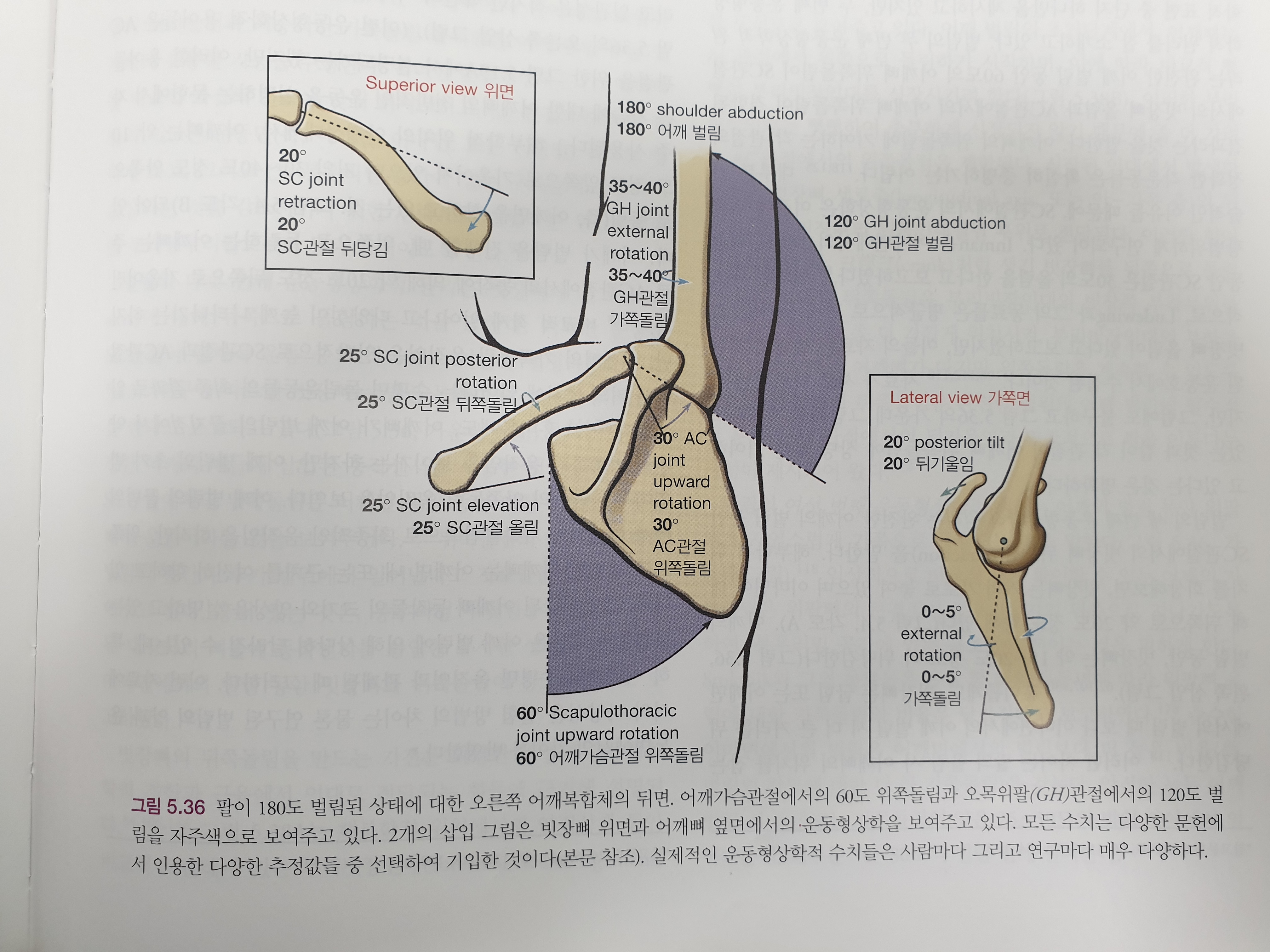 어깨 굽힘 시 견갑상완골 리듬