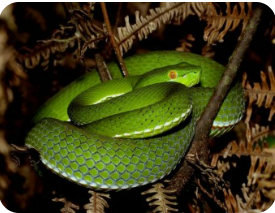 초록색 뱀사진