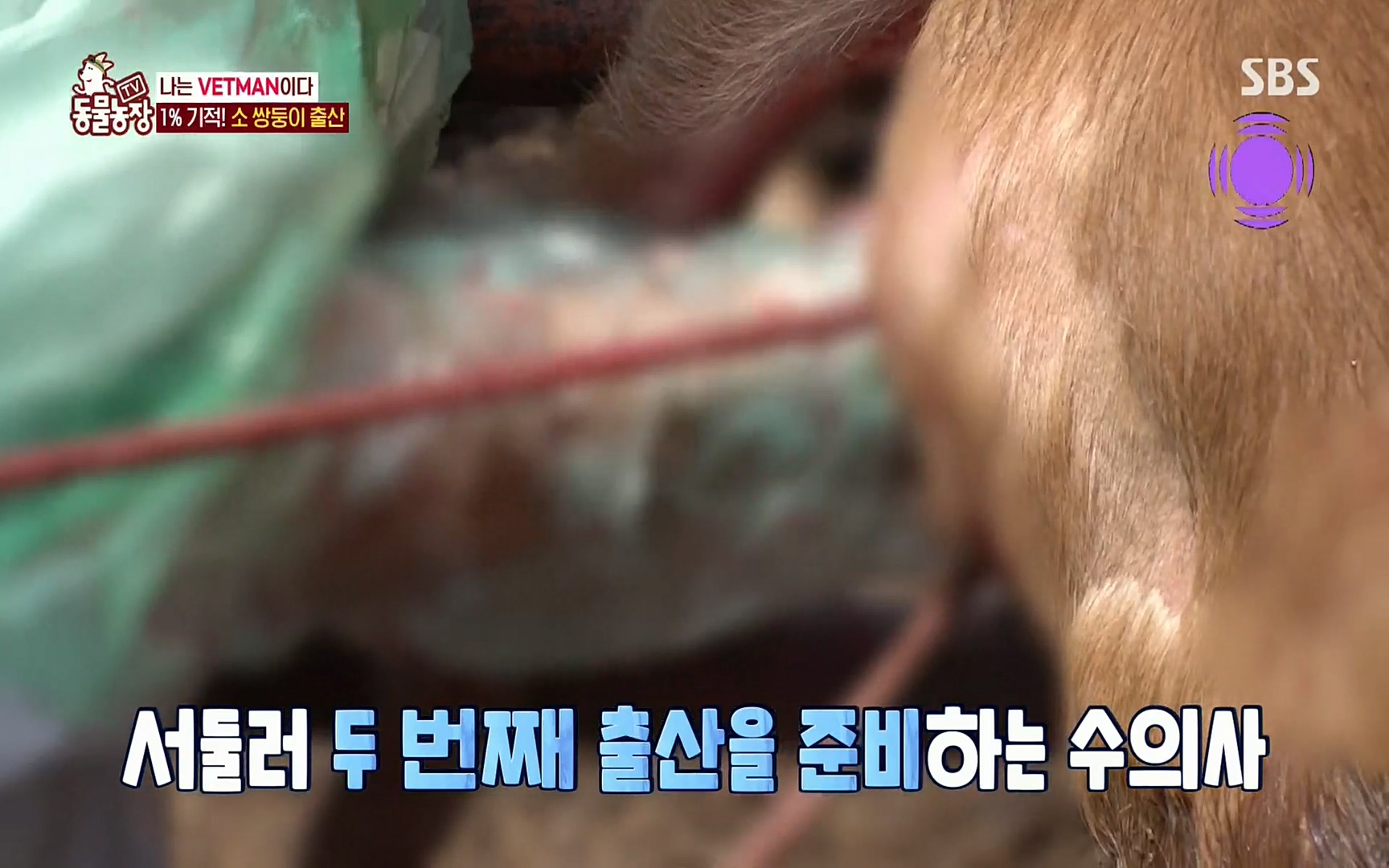 TV 동물농장.E1069.220515p.H264-F1RST.mp4_20220515_180134.135.jpg