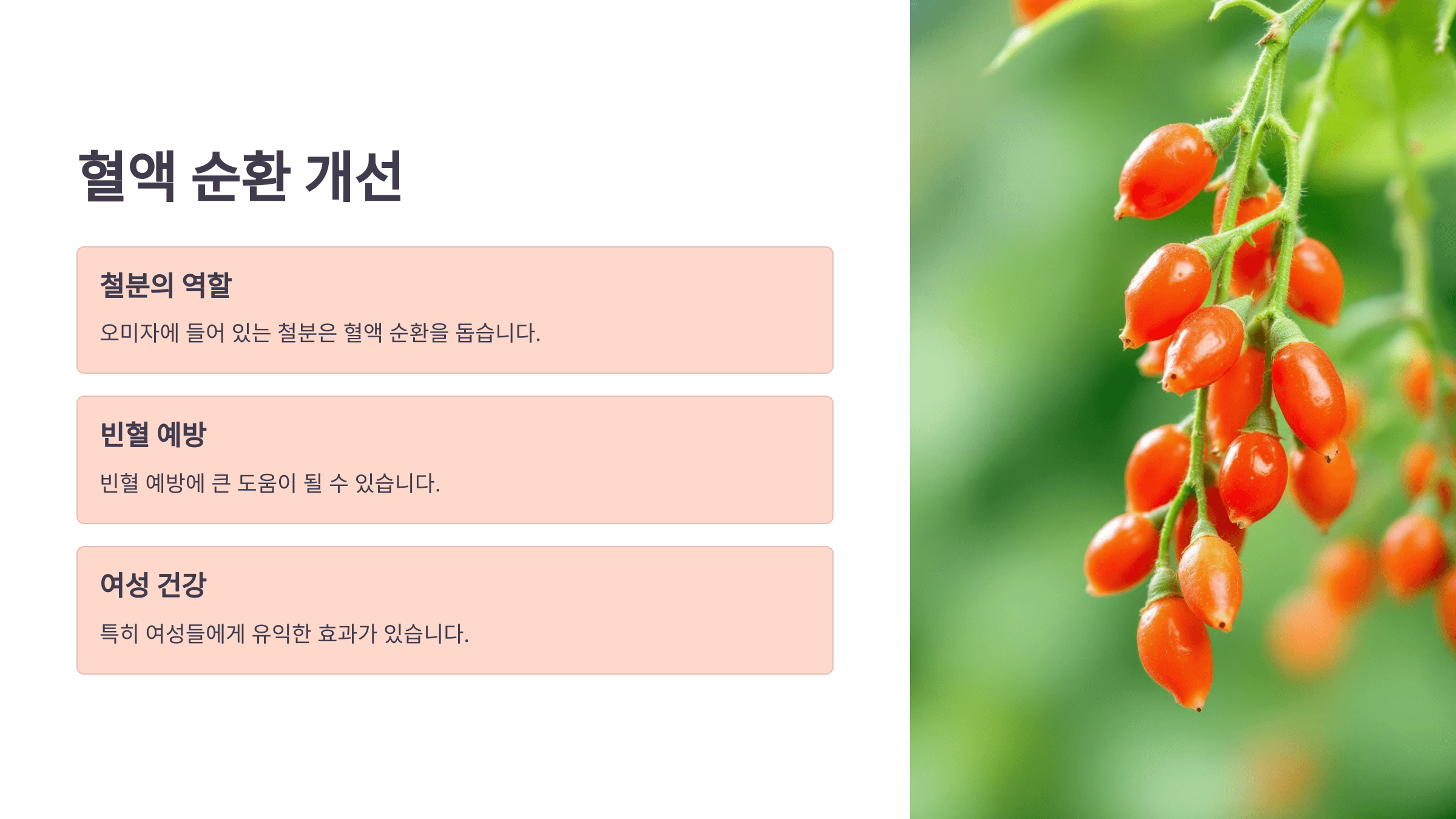 오미자 효능과 관련된 사진입니다.