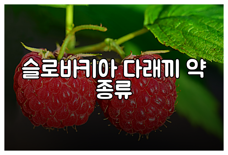 슬로바키아 다래끼 약 종류
