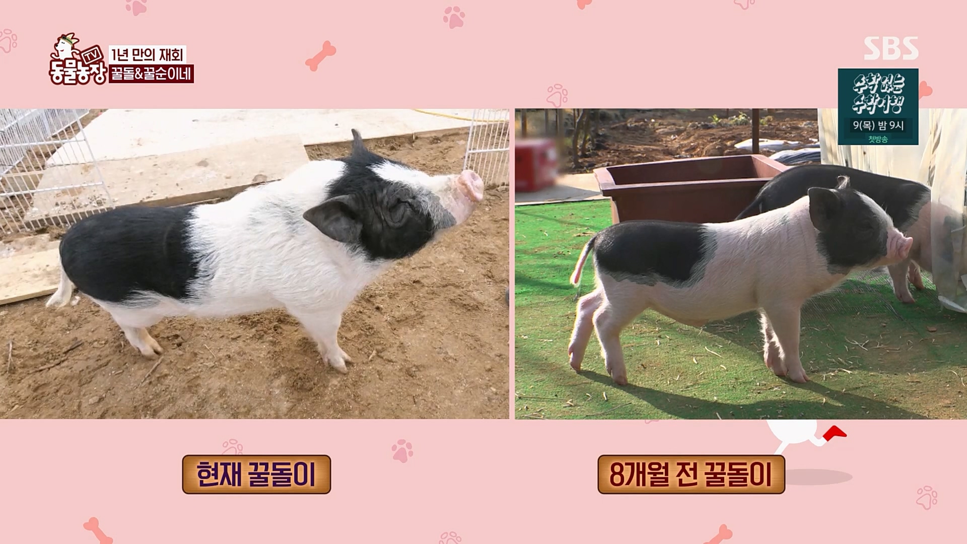 TV 동물농장.E1110.230305p.H264-F1RST.mp4_20230305_183149.509.jpg