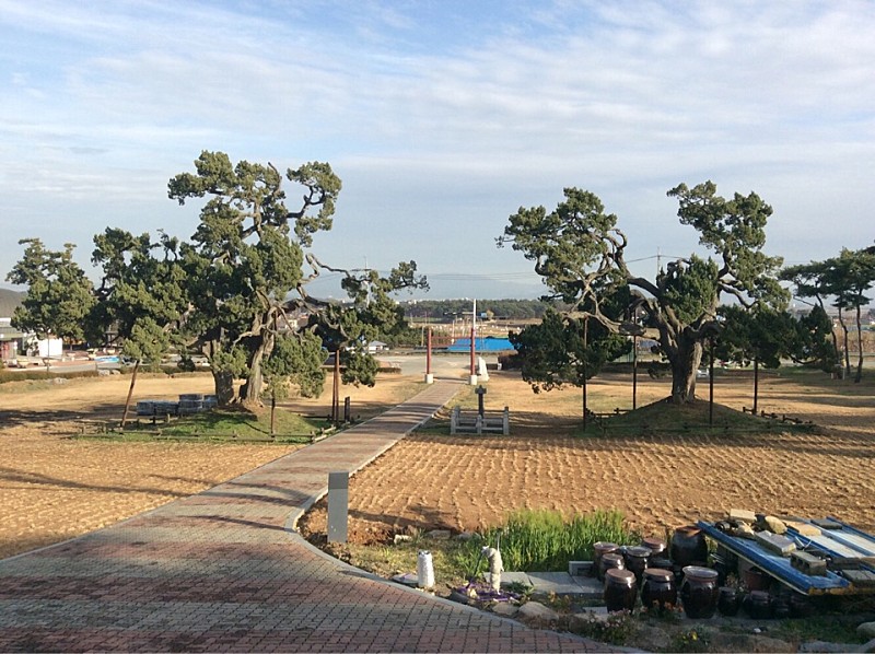  서산 송곡서원 향나무&먹거리