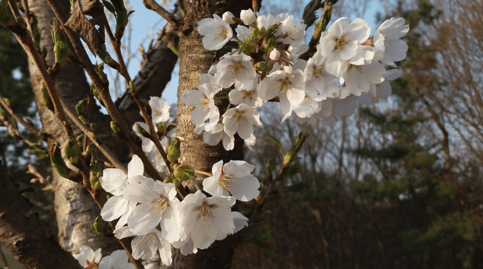 벚꽃 사진