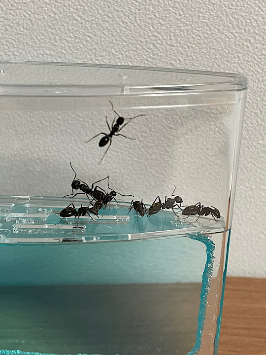 개미키우기세트-큰-개미-일곱-마리