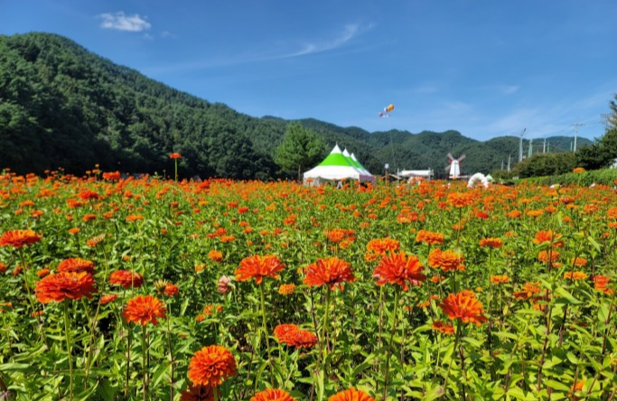“한가위 노래자랑대회에서 즐기는 평창 백일홍 축제 프로그램” “한가위 노래자랑대회에서 즐기는 평창 백일홍 축제 프로그램”