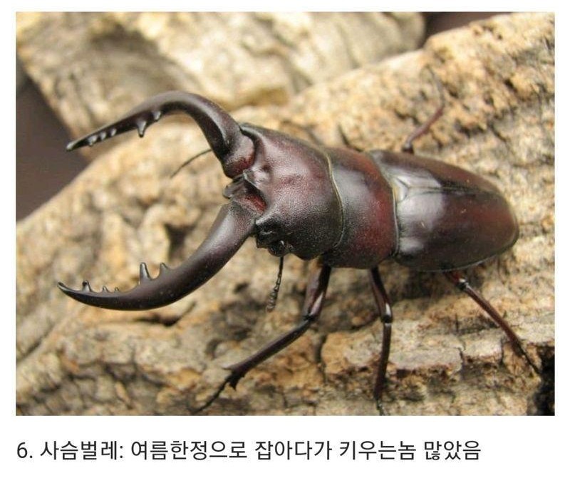 군대에서 볼수 있는 동물들