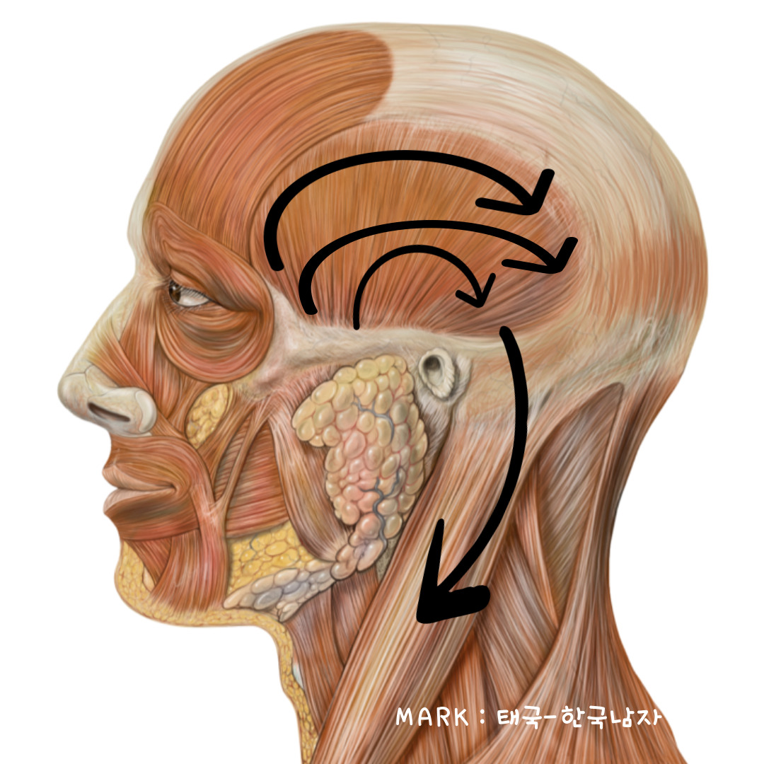 얼굴 괄사 마사지 부위 (옆 머리)