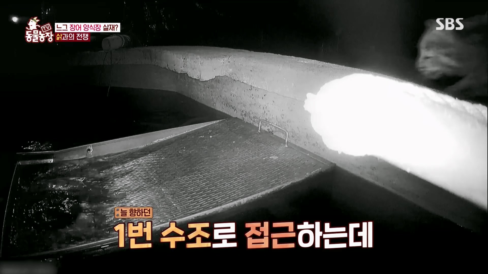 TV 동물농장.E1165.240331p.H264-F1RST.mp4_20240331_144347.704.jpg