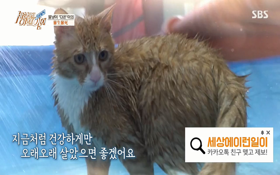 순간포착 세상에 이런일이.E1171.220316p-NEXT.mp4_20220316_184934.291.jpg
