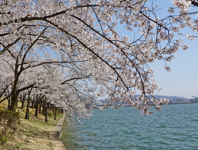 벚꽃