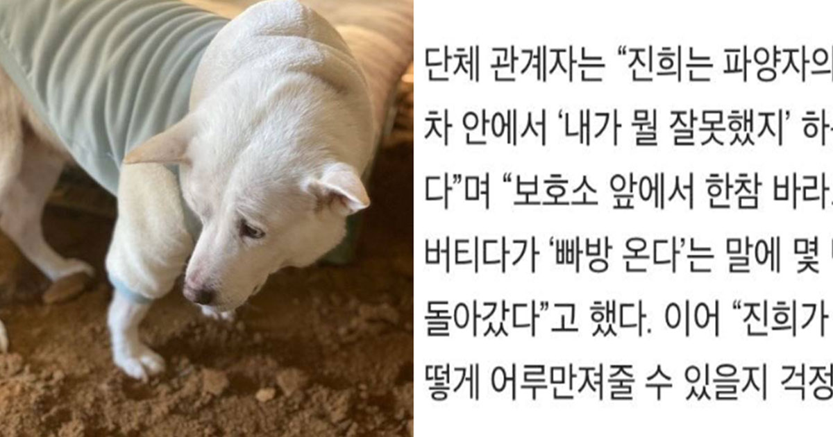  파양돼 보호소 다시 돌아온 진돗개의 표정ㅜㅜ