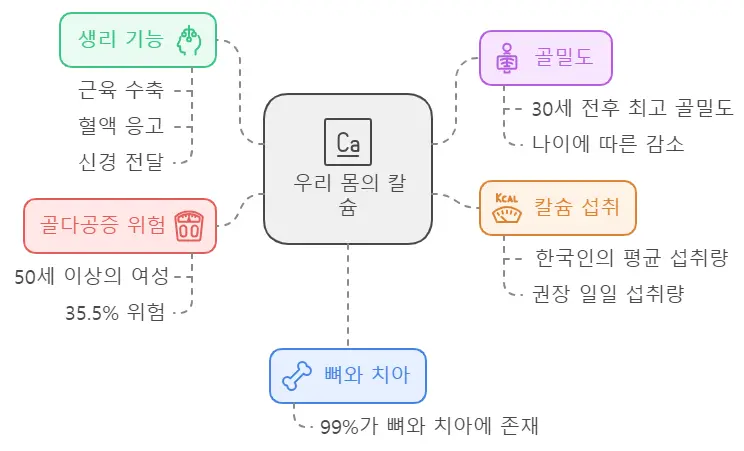 칼슘 역할
