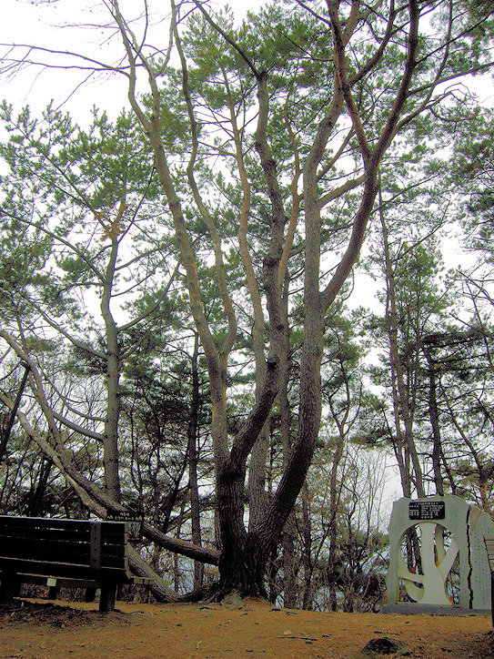 김해 백두산 육형제 소나무 4