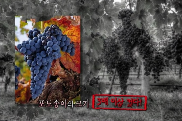 "모든 생물이 거대해지는 거인섬," 성인이 두달만에 10센치가 컸다고?