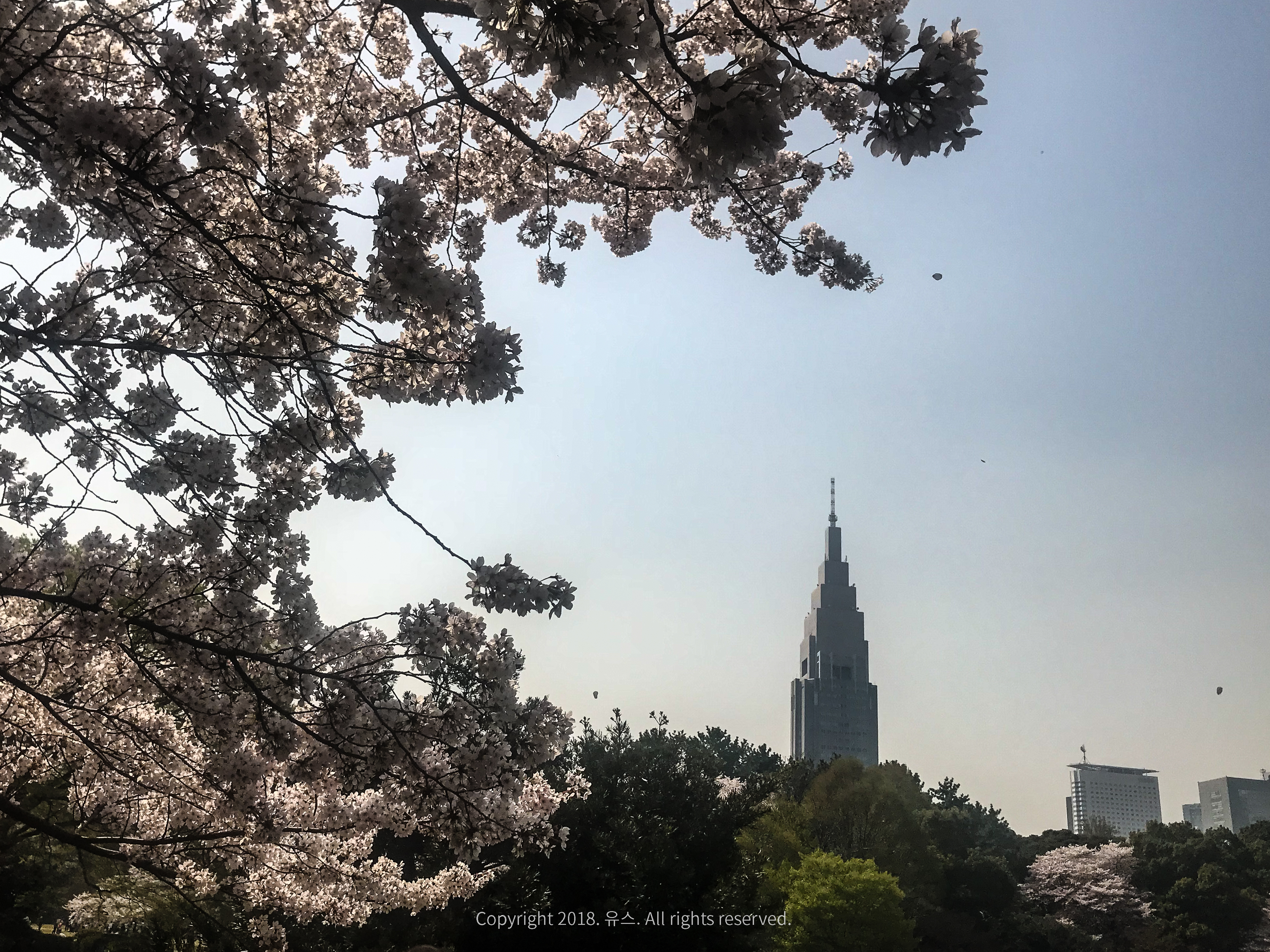 도쿄 교환학생
