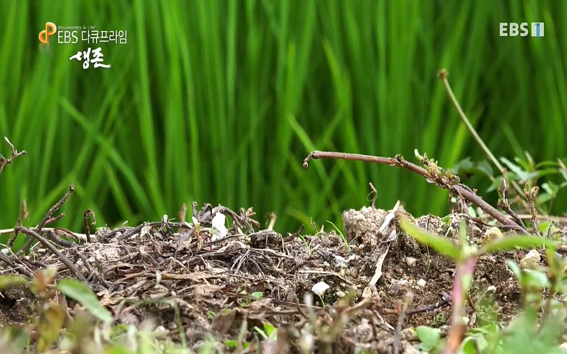 생존 3부_ EBS 다큐프라임_ 220629.avi_20220701_210759.087.jpg