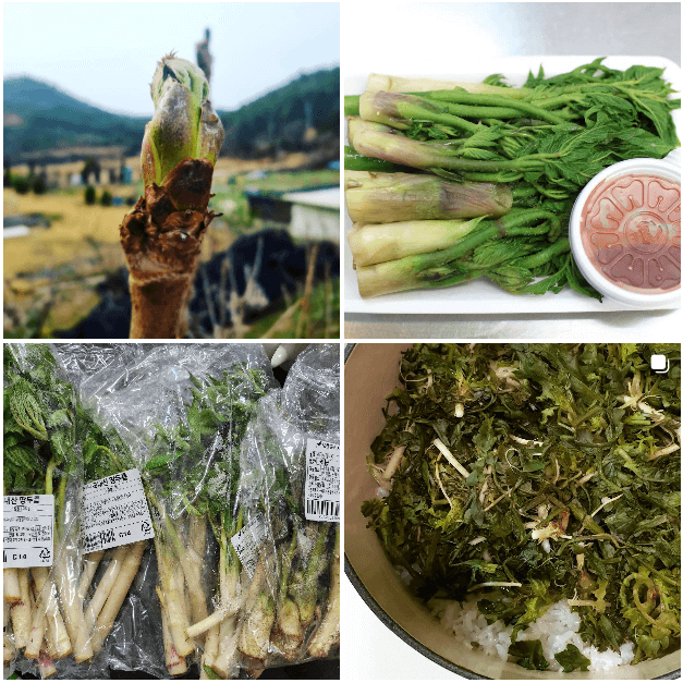  4월 제철 두릅