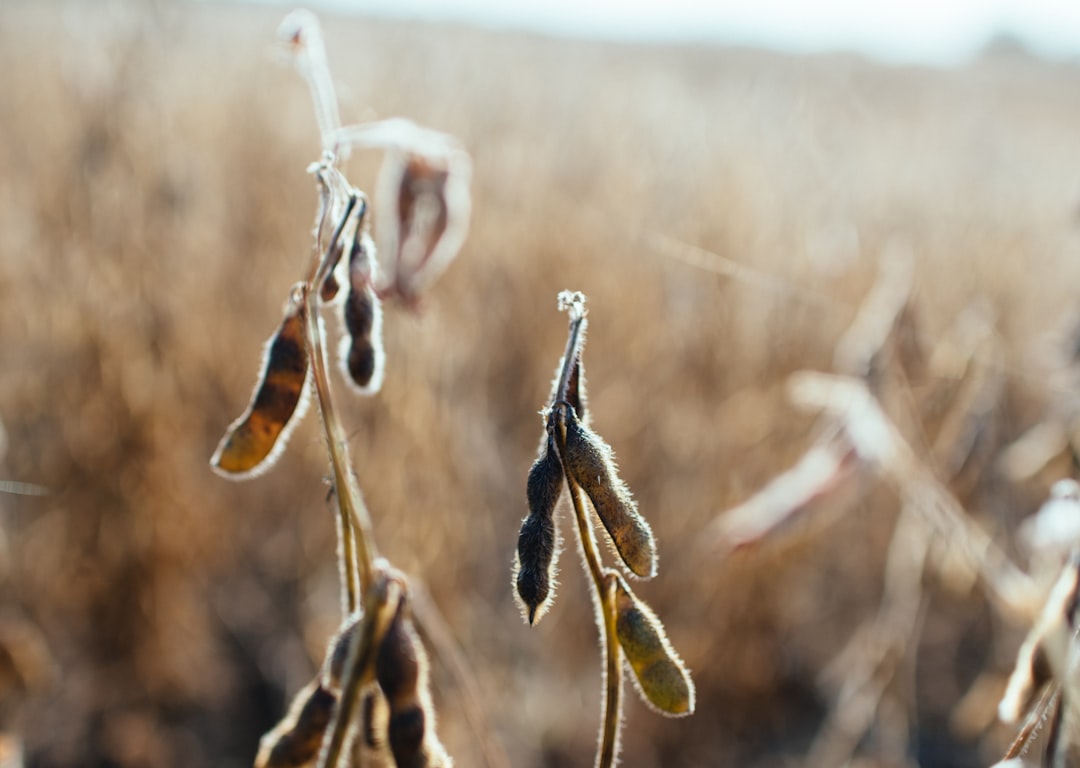 Soybean.