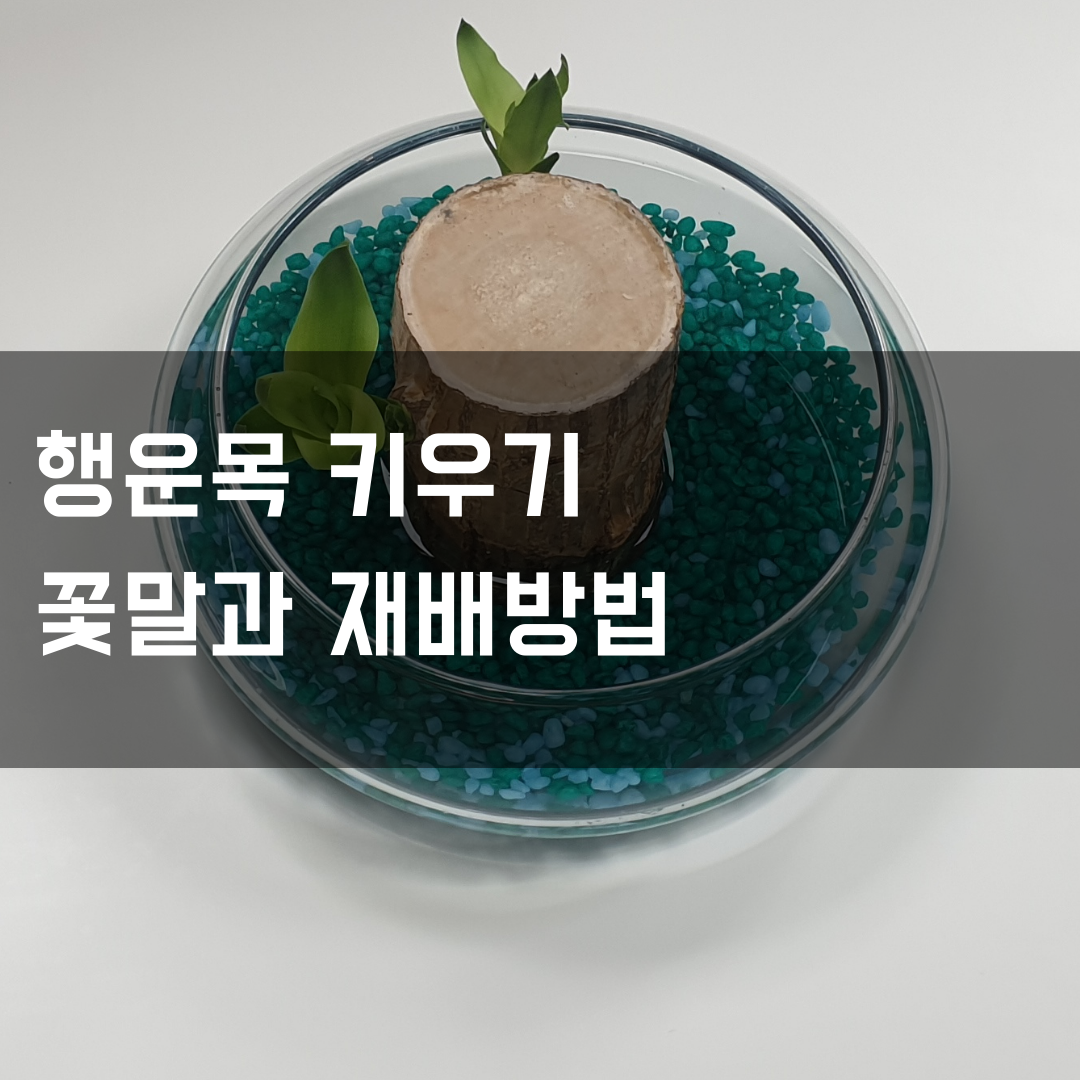  행운목 키우기, 꽃말과 재배방법