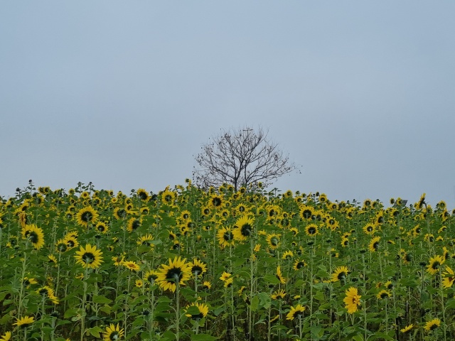 해바라기