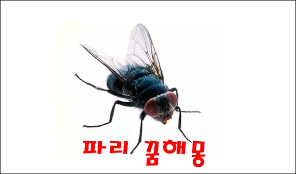  [무료꿈해몽]파리 꿈, 모기 꿈;라이벌,방해꾼,내집장만꿈,구설,파리잡는꿈,에프킬라로파리잡는꿈,모기물린꿈,모기장꿈,모기소리꿈,근심걱정 등.