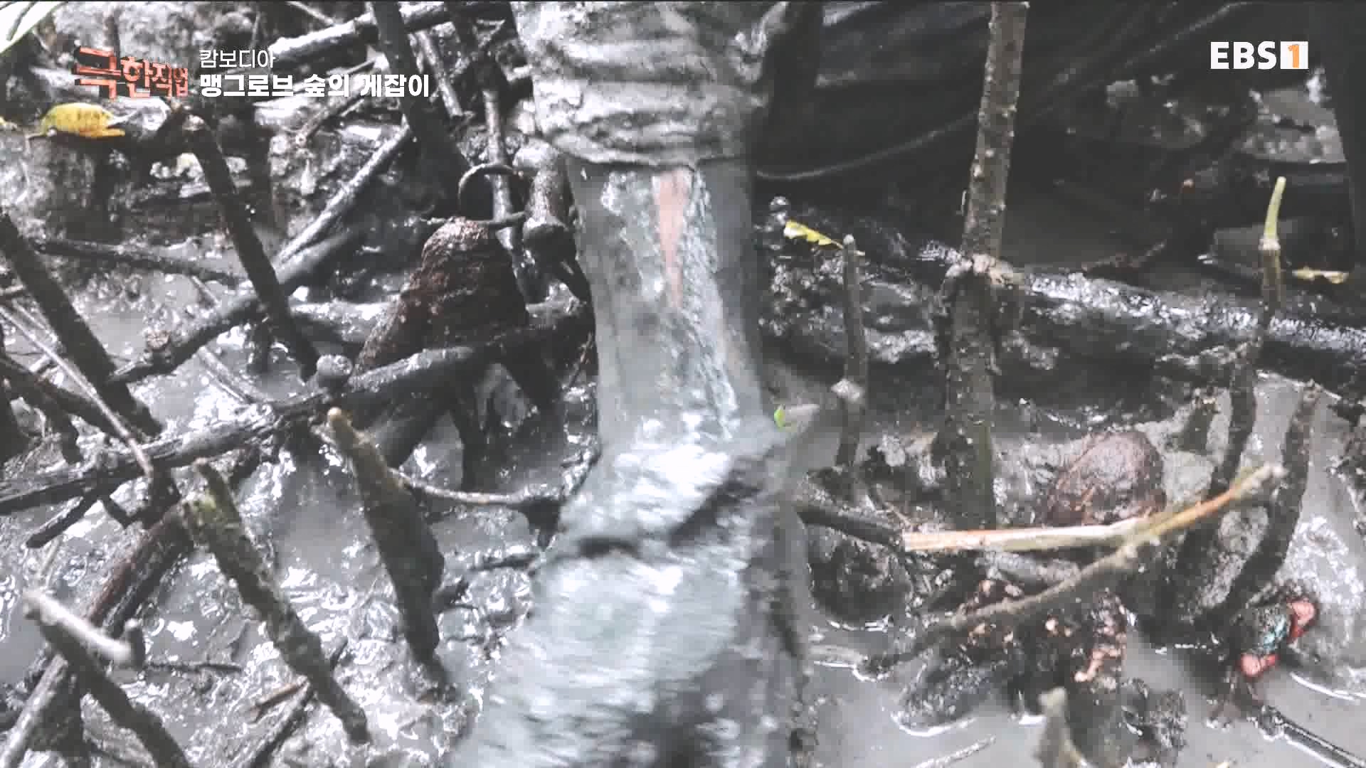 물뱀 사냥과 맹르로브숲의 게잡이 231021.mp4_20231025_211953.296.jpg