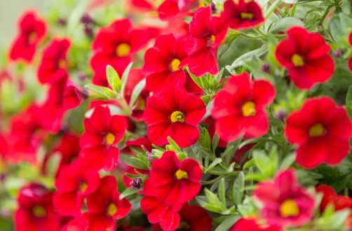 정원꾸미기 아름다운 빨간 꽃 - 칼리브라코아