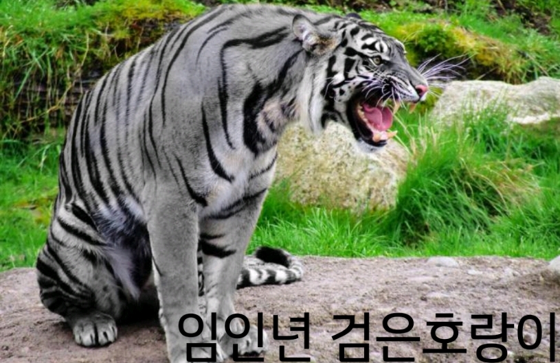 검은호랑이