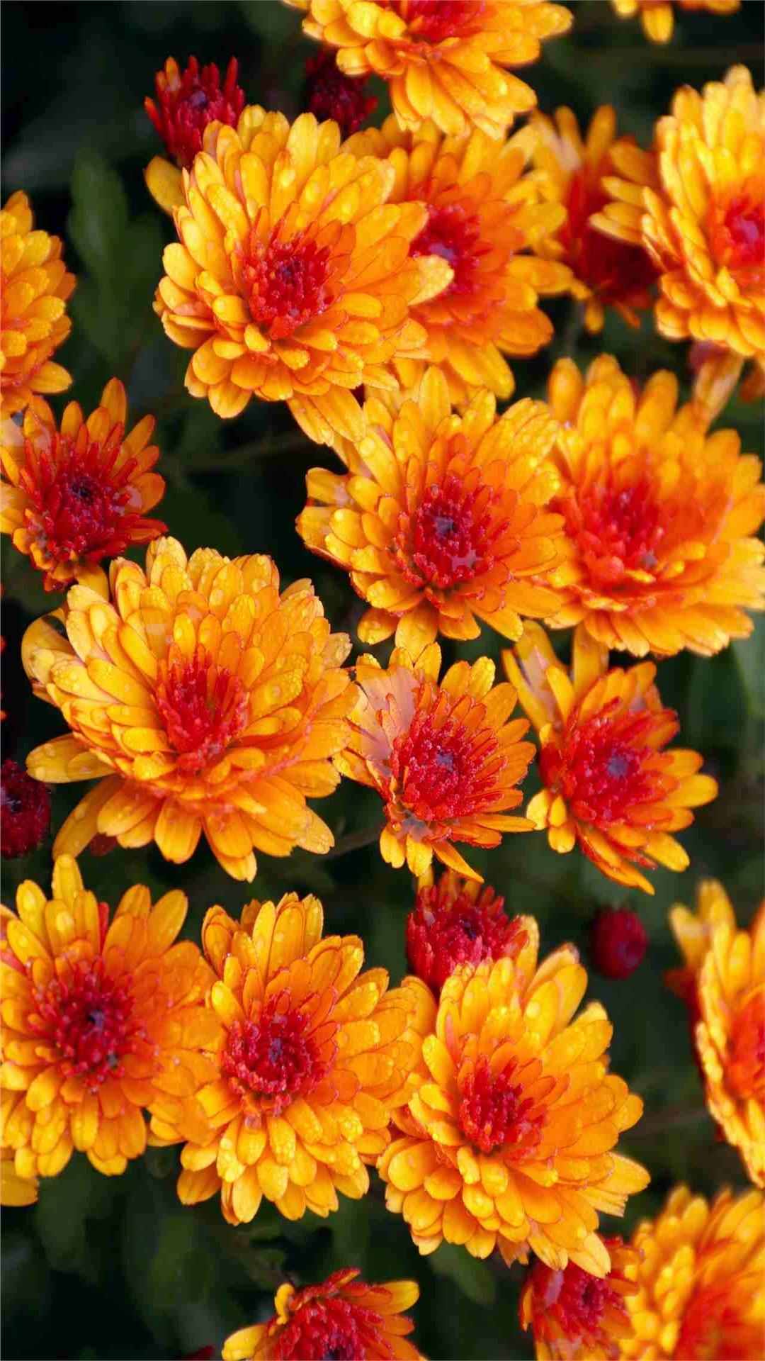 Chrysanthemum Flower iPhone Wallpaper